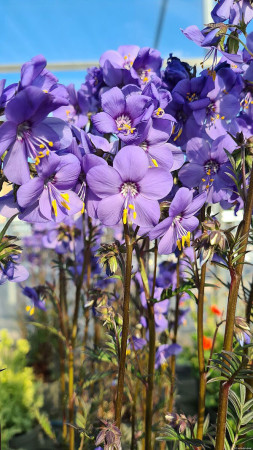 Wielosił 'Bressingham Purple' | Polemonium hybrida