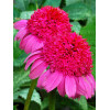 Jeżówka 'Gum Drop' Echinacea