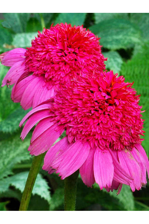 Jeżówka 'Gum Drop' Echinacea