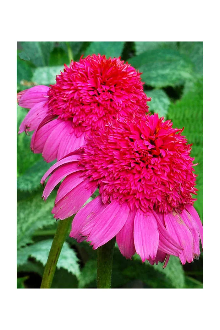 Jeżówka 'Gum Drop' Echinacea