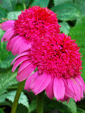 Jeżówka 'Gum Drop' Echinacea