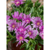 Słonecznica 'Sundella Lavender' | Delosperma