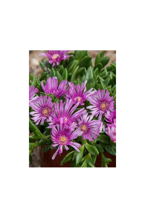 Słonecznica 'Sundella Lavender' | Delosperma
