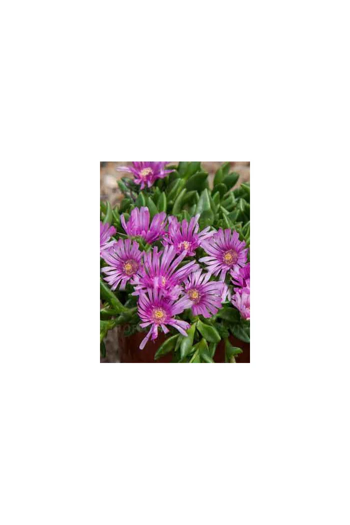Słonecznica 'Sundella Lavender' | Delosperma