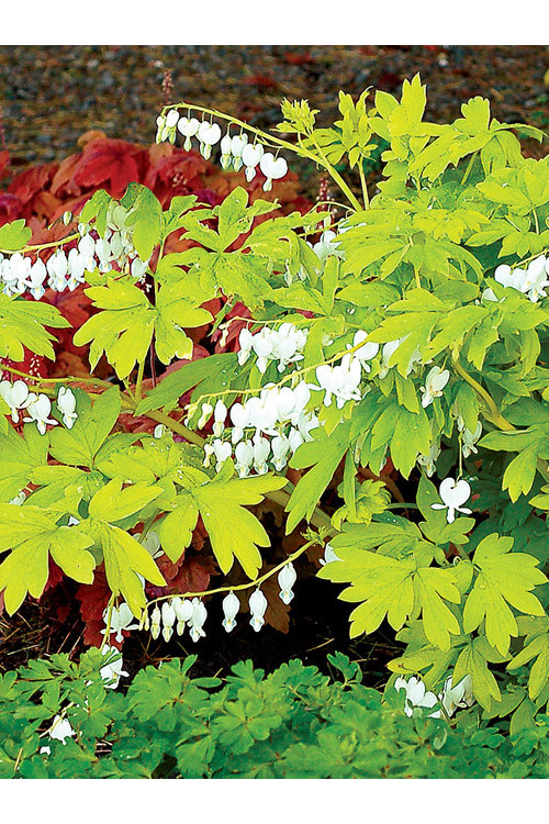 Serduszka 'White Gold' | Dicentra