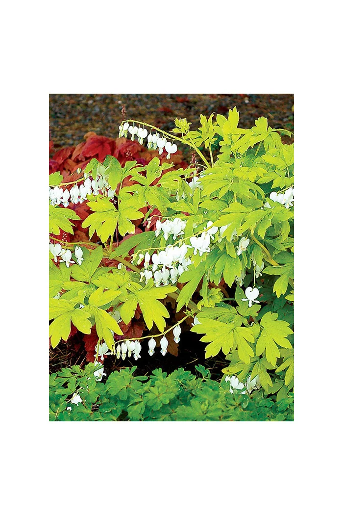 Serduszka 'White Gold' | Dicentra