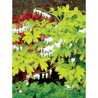 Serduszka 'White Gold' | Dicentra