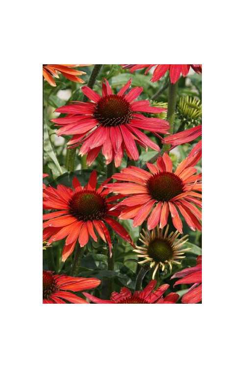 Jeżówka 'Hot Summer' Echinacea