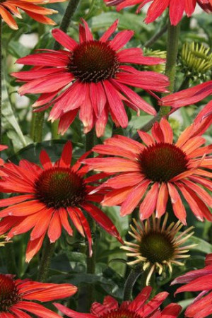 Jeżówka 'Hot Summer' Echinacea