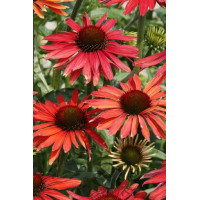 Jeżówka 'Hot Summer' Echinacea