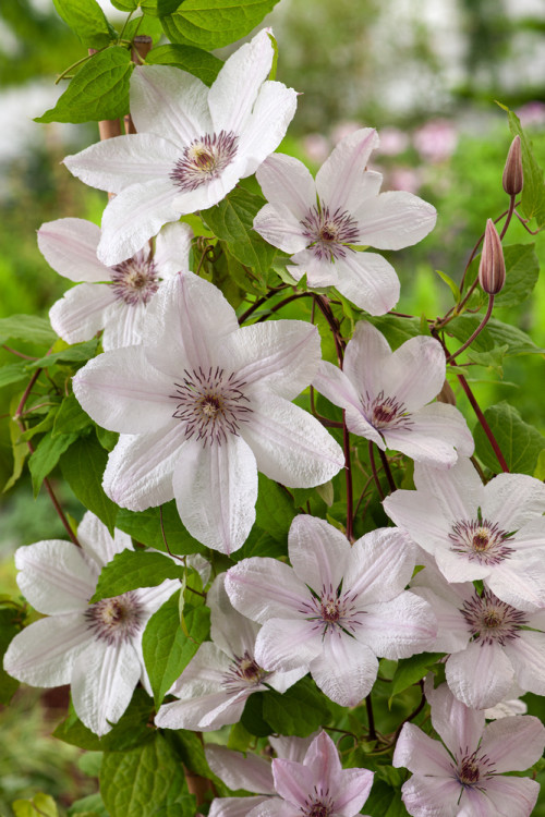 Powojnik 'Jan Paweł II' | Clematis
