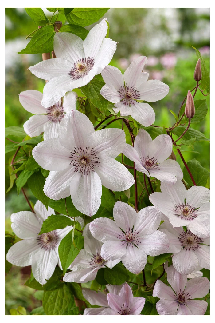 Powojnik 'Jan Paweł II' | Clematis