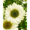 Jeżówka SunSeekers 'White Perfection'| Echinacea