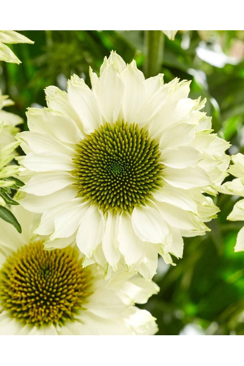 Jeżówka SunSeekers 'White Perfection'| Echinacea