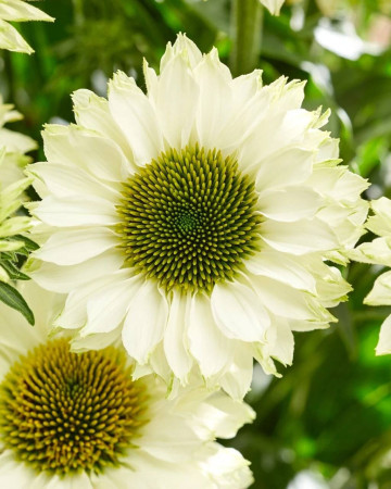 Jeżówka SunSeekers 'White Perfection'| Echinacea