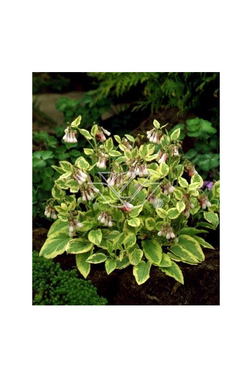 Żywokost wielkokwiatowy 'Goldsmith' Symphytum grandiflorum