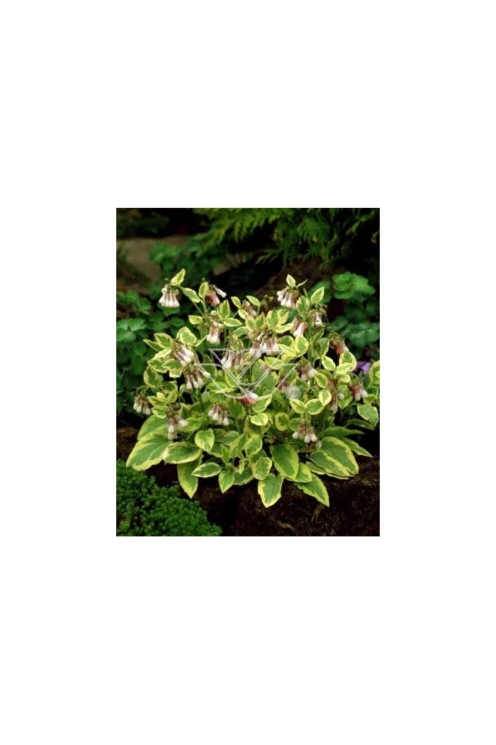 Żywokost wielkokwiatowy 'Goldsmith' Symphytum grandiflorum