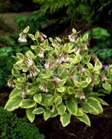 Żywokost wielkokwiatowy 'Goldsmith' Symphytum grandiflorum