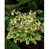 Żywokost wielkokwiatowy 'Goldsmith' Symphytum grandiflorum