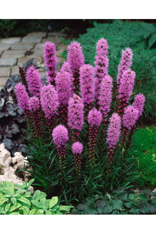 Liatra kłosowa 'Kobold' | Liatris spicata