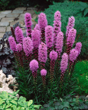 Liatra kłosowa 'Kobold' | Liatris spicata