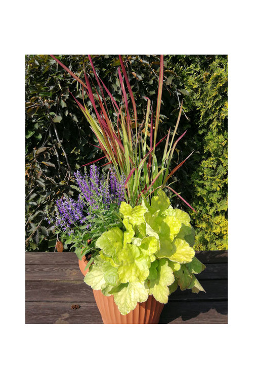 Żurawka 'World Cafe Romano' Heuchera