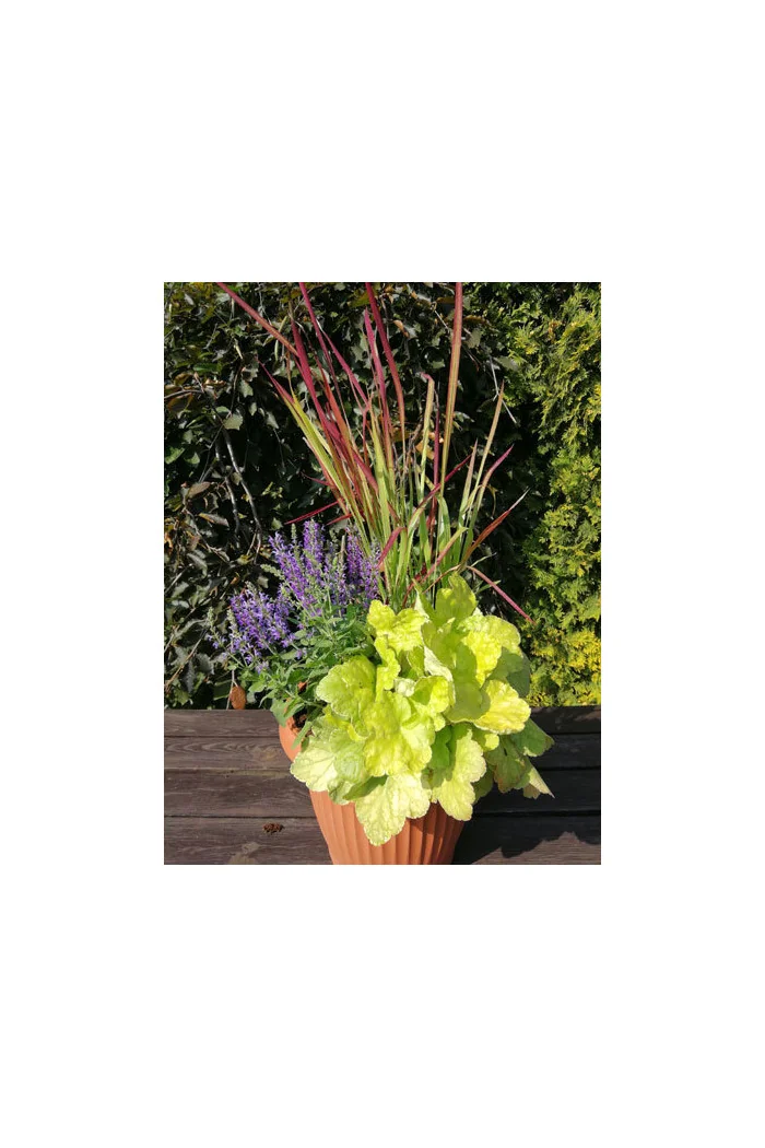 Żurawka 'World Cafe Romano' Heuchera