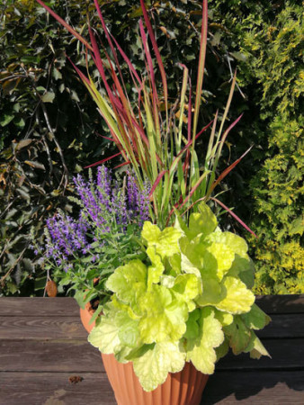 Żurawka 'World Cafe Romano' Heuchera