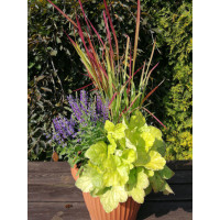 Żurawka 'World Cafe Romano' Heuchera