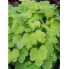 Żurawka 'Happy Hour Lime' Heuchera