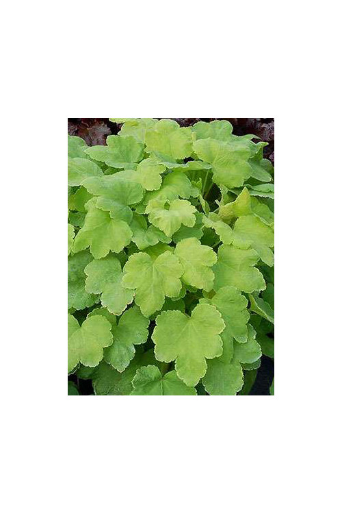 Żurawka 'Happy Hour Lime' Heuchera