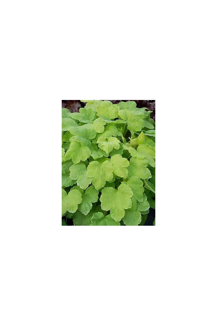 Żurawka 'Happy Hour Lime' Heuchera