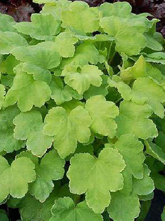 Żurawka 'Happy Hour Lime' Heuchera