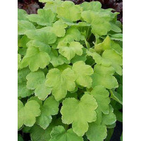 Żurawka 'Happy Hour Lime' Heuchera