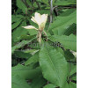Magnolia parasolowata Magnolia tripetala