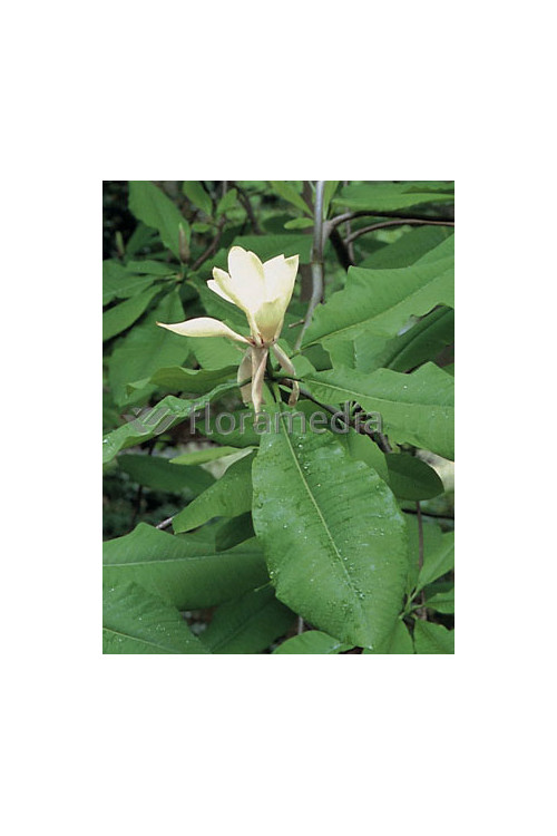 Magnolia parasolowata Magnolia tripetala