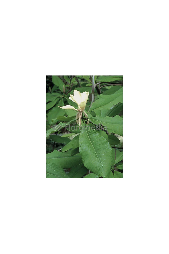 Magnolia parasolowata Magnolia tripetala