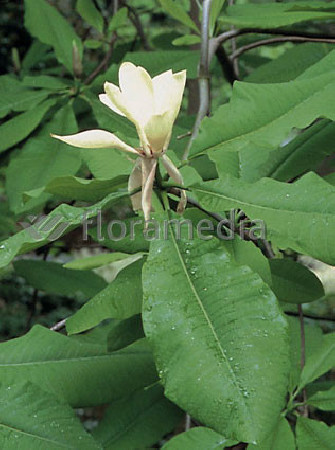 Magnolia parasolowata Magnolia tripetala