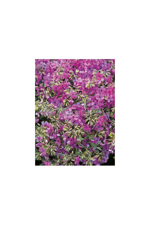 Floks wdzięczny 'Variegata' Phlox amoena