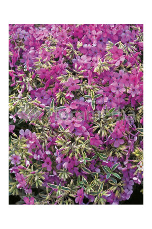 Floks wdzięczny 'Variegata' Phlox amoena