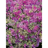 Floks wdzięczny 'Variegata' Phlox amoena
