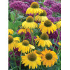 Jeżówka 'Dixie Sun' Echinacea