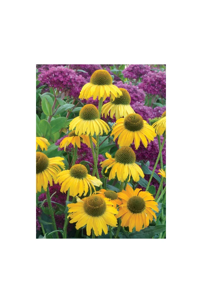 Jeżówka 'Dixie Sun' Echinacea