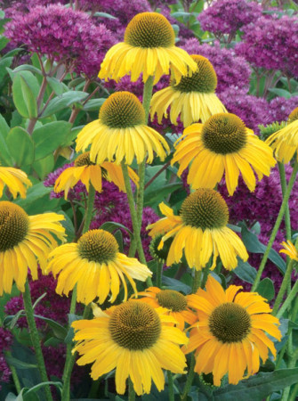 Jeżówka 'Dixie Sun' Echinacea