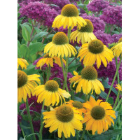 Jeżówka 'Dixie Sun' Echinacea