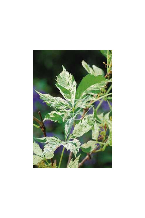 Winobluszcz, winobluszcz Star Showers, winobluszcz o pstrych liściach, Parthenocissus