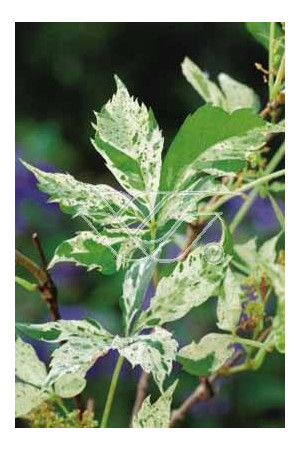 Winobluszcz, winobluszcz Star Showers, winobluszcz o pstrych liściach, Parthenocissus