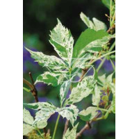 Winobluszcz, winobluszcz Star Showers, winobluszcz o pstrych liściach, Parthenocissus