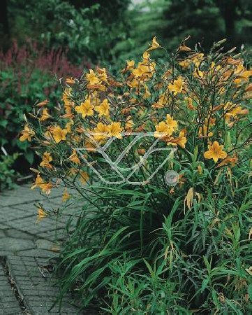 Liliowiec 'Corky' Hemerocallis