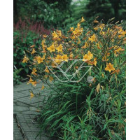 Liliowiec 'Corky' Hemerocallis